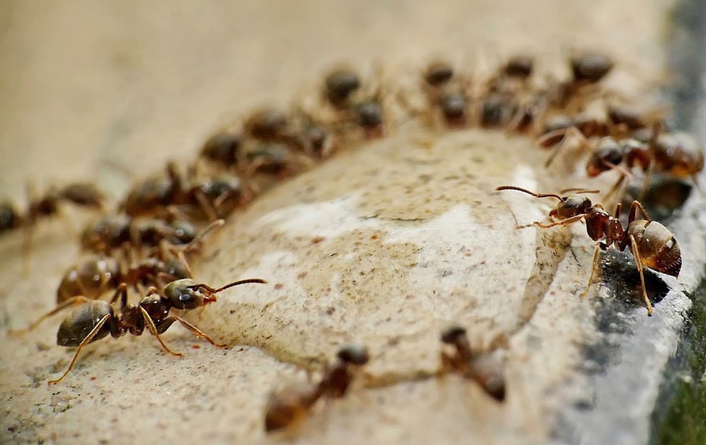 SmallWorks Pest Control