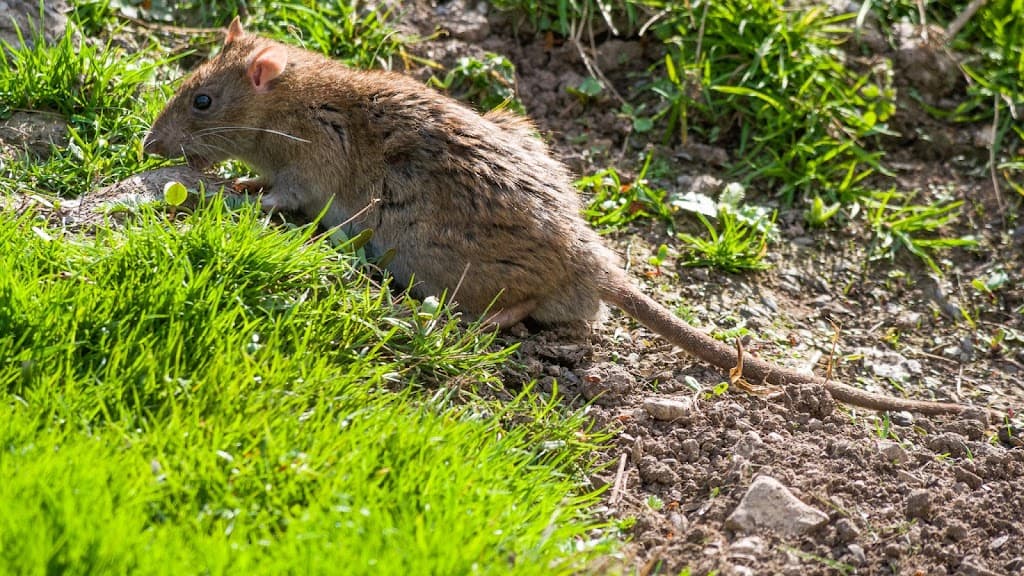 Pestcatcher Pest Control