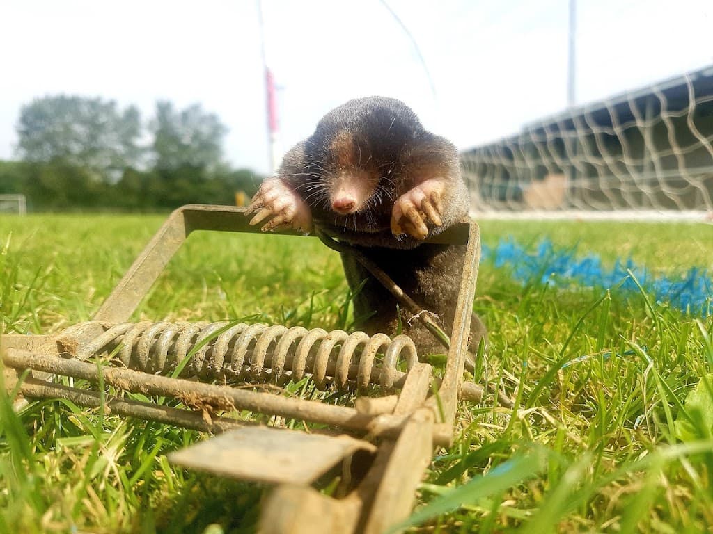 G Matthews, Wasp/Rodent /Mole Control+Drain survey.(Near me)