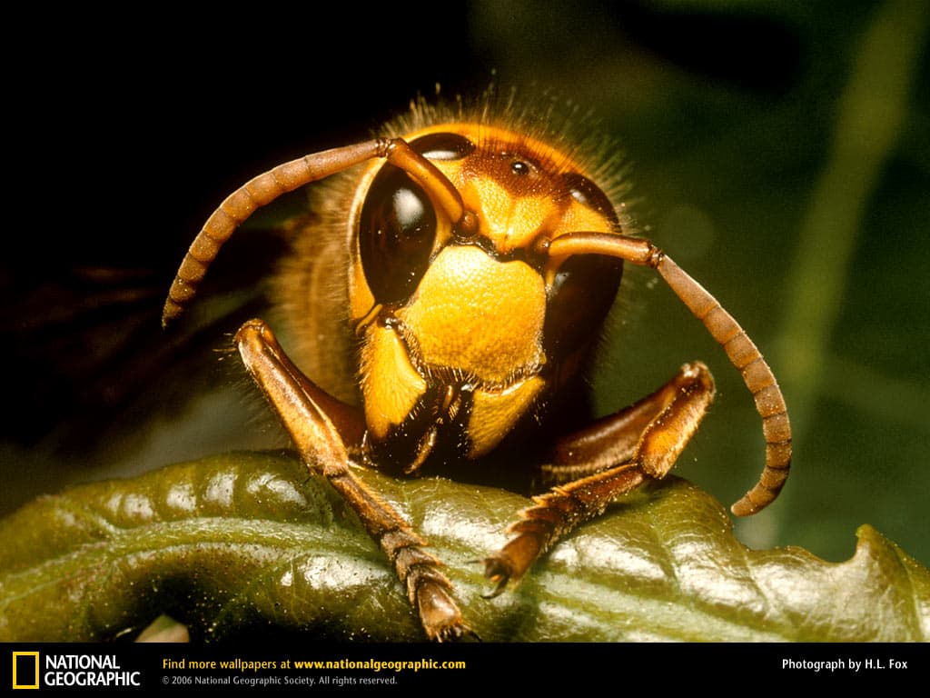 Mr Wasp