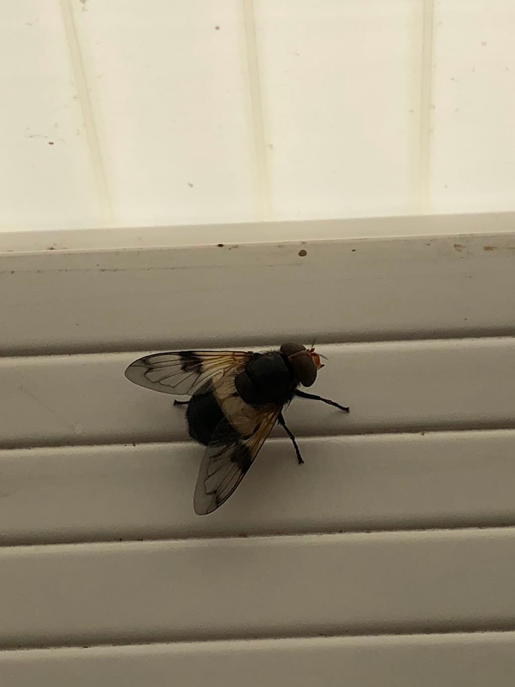 Mr. Waspman Pest & Vermin Control