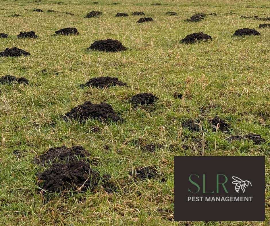 SLR Pest Management