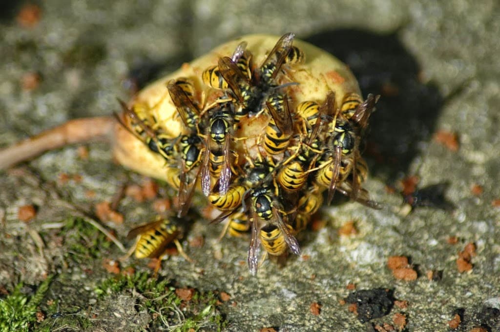 JD's Pest & Vermin Control