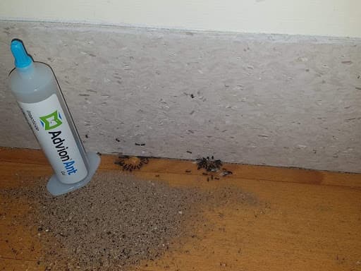 Derby Wasp and Pest Control