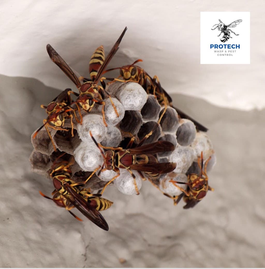 Protech Wasp And Pest Control - Derby