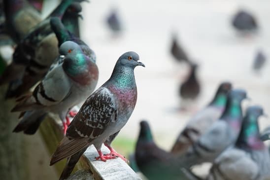 Pest Professionals - Peterborough