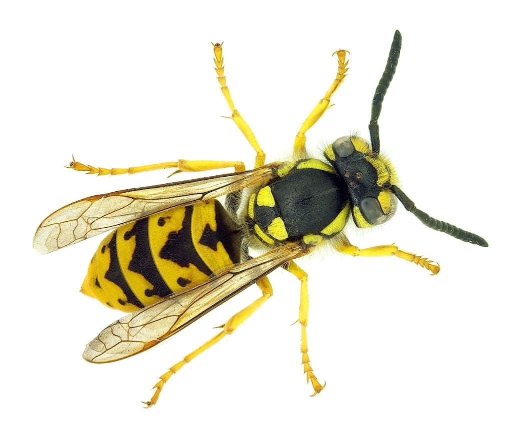 Bolton Wasp Nest Removal