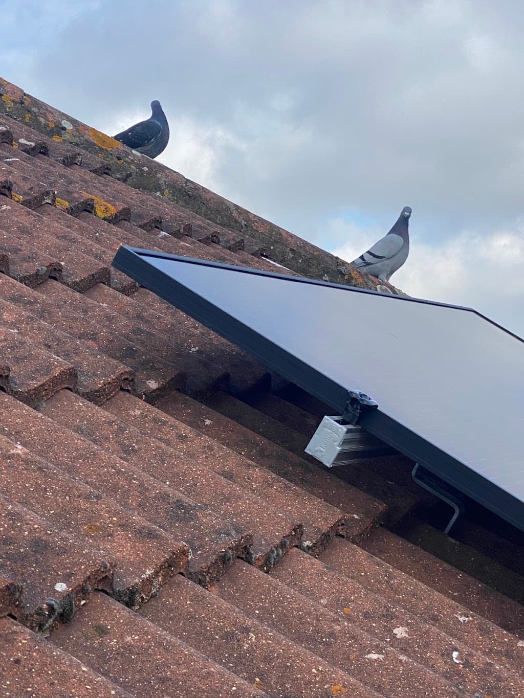 Pigeon Proofing Solar Panels