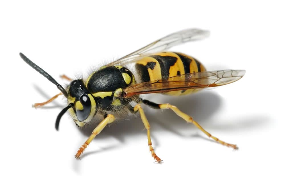 SSE Wasp Nest Removal Dudley