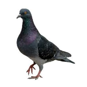 Edinburgh Pest Control Co