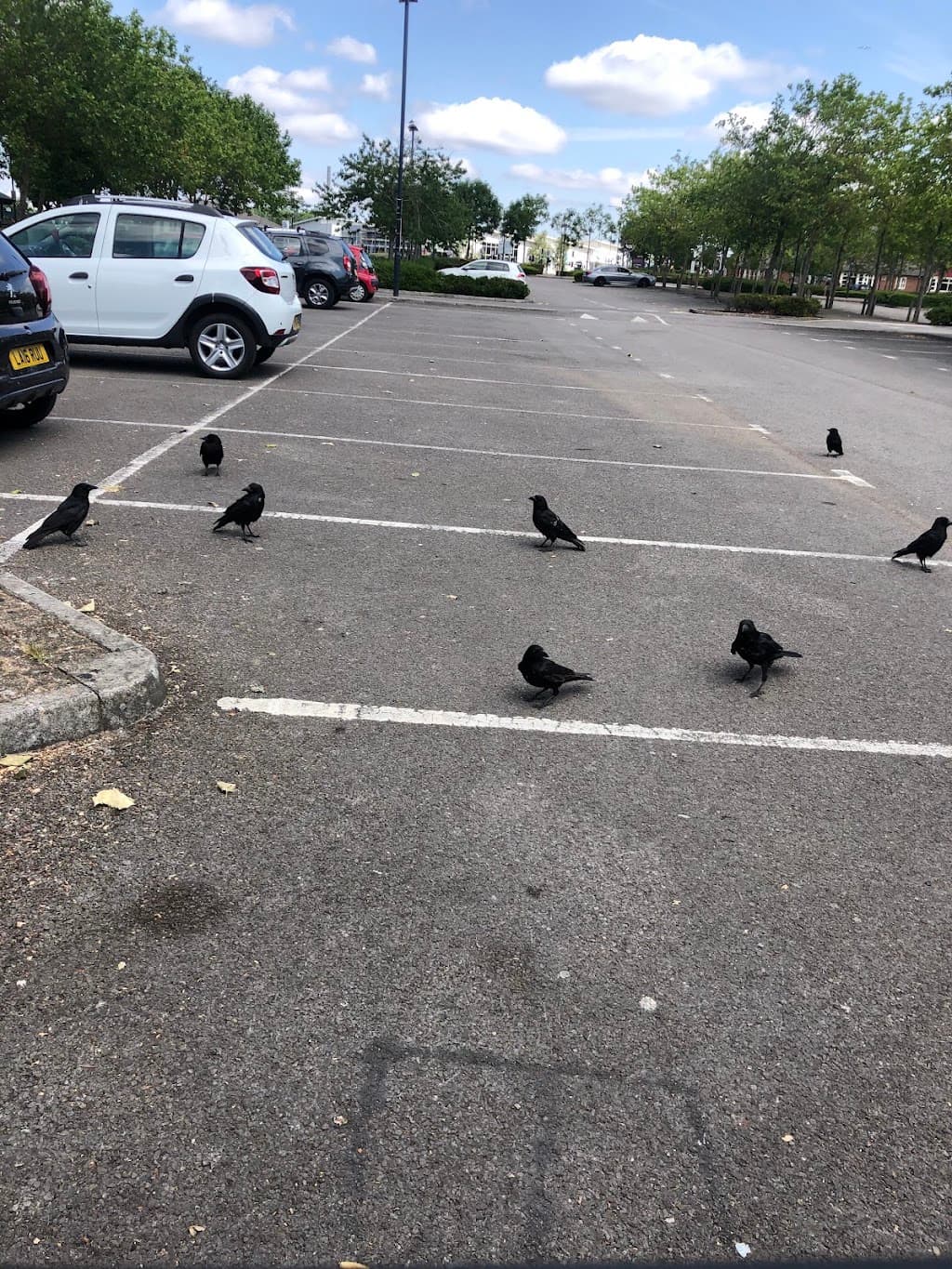 Fur & Feather Pest & Bird Control Bristol & North Somerset