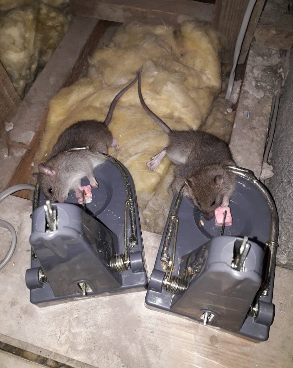 Ian Smith Pest Control