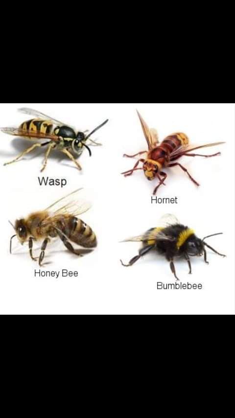 PERPESTUAL PEST CONTROL