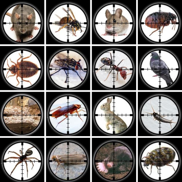 Millennium Pest Control