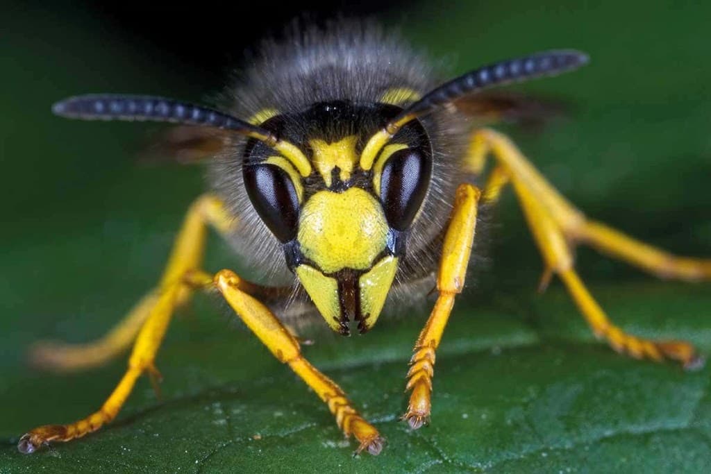Jack Russell Environmental Pest Management Solutions