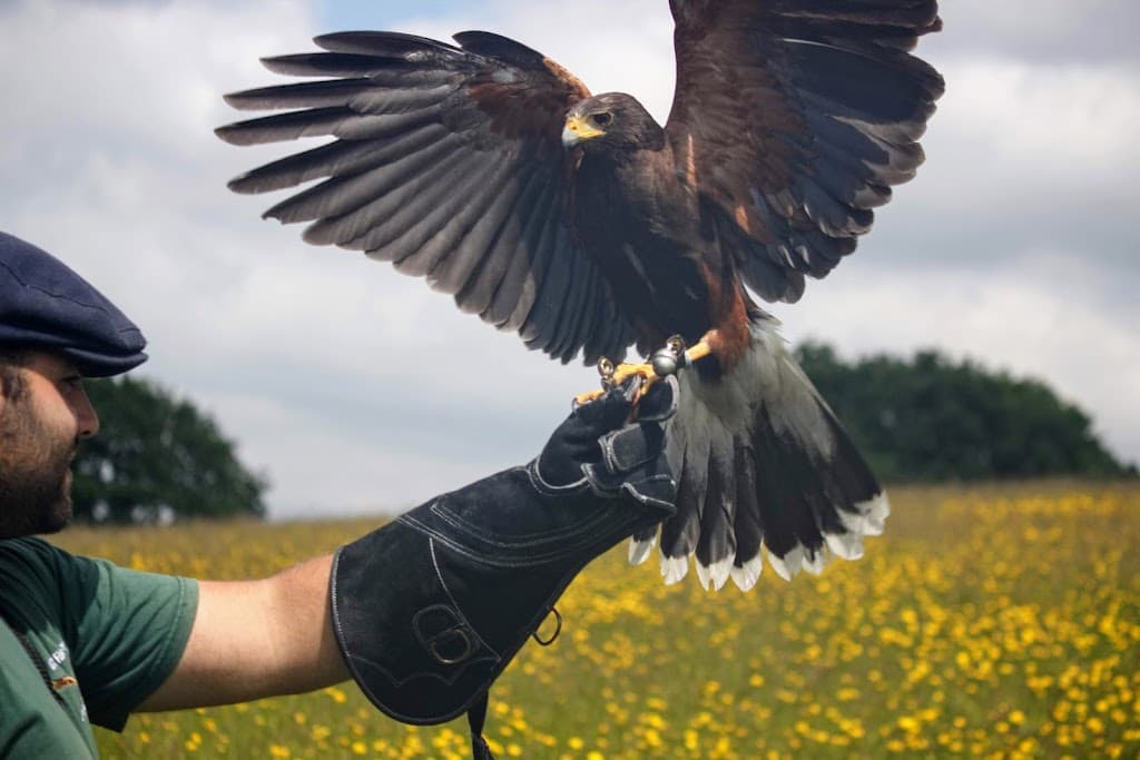 GCB Falconry & Pest Solutions ltd