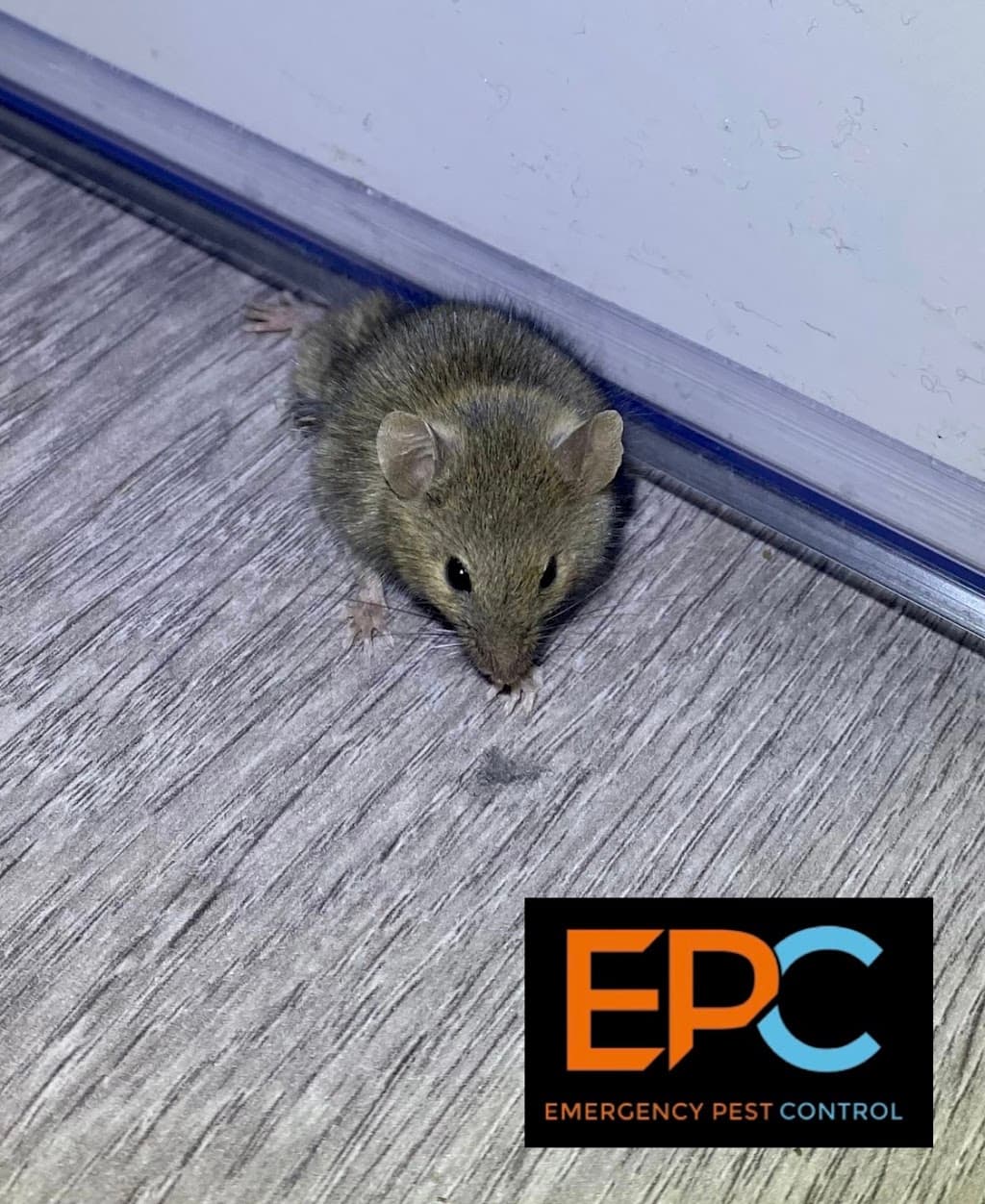 Emergency Pest Control