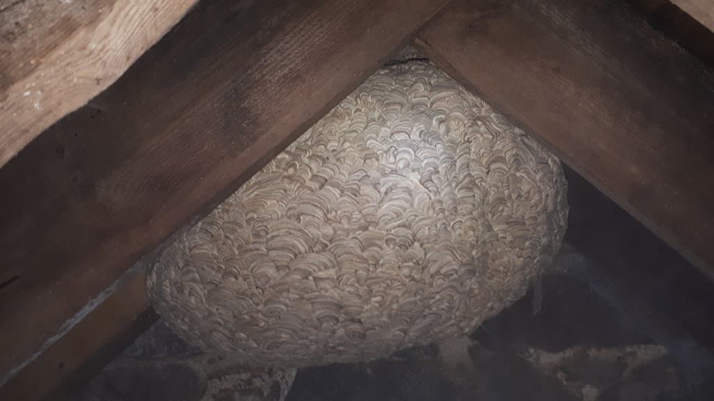 Grampian Pest Control