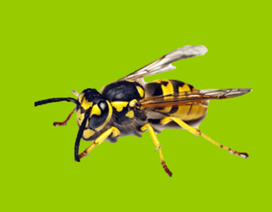 AF Pest Control