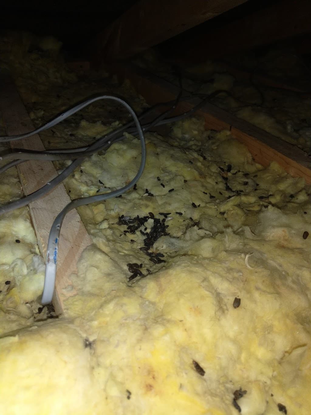 DG Pest Control Solutions