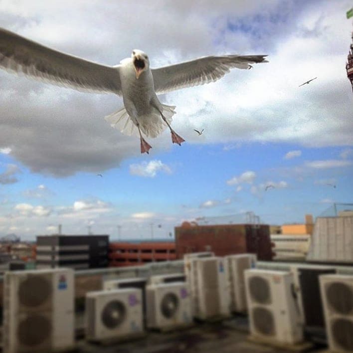 Copley Pest Solutions UK