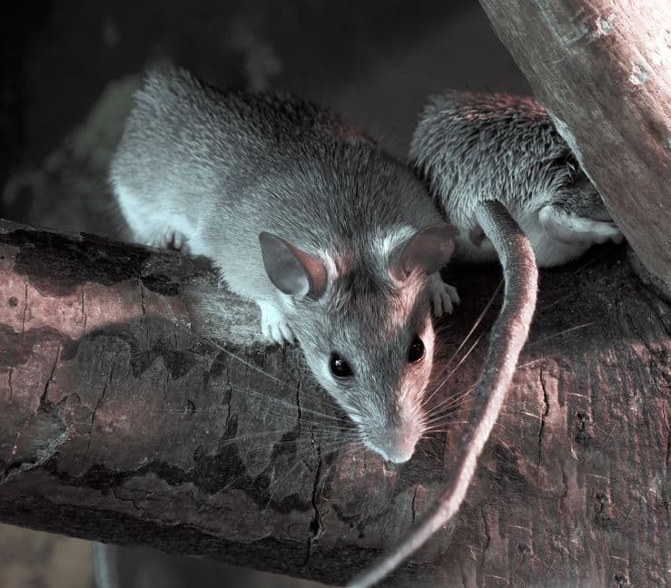 APF Pest Control