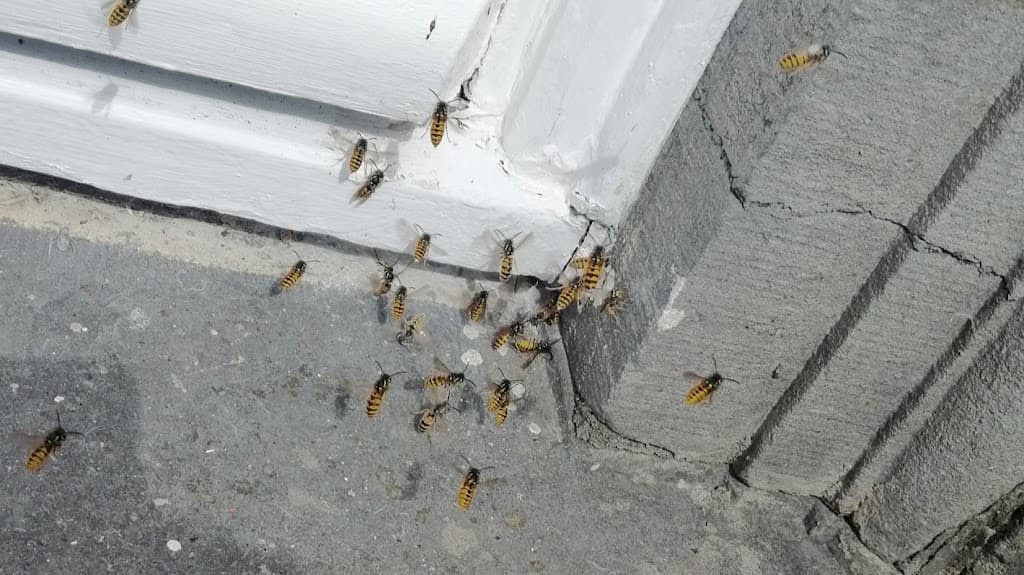 RS Pest Control Portsmouth