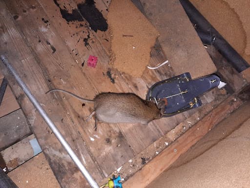 Rapid Response Pest Control — Customer photo