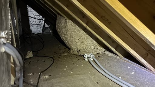 Britannic Pest Control — Customer photo