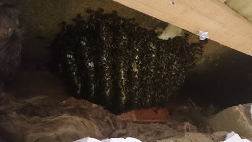 Cedar Pest Control & Prevention — Customer photo