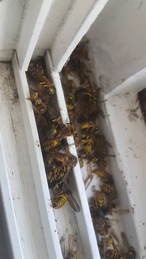 Delta Pest Control — Customer photo