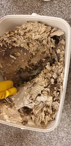 Manchester Wasp Nest Removal — Customer photo