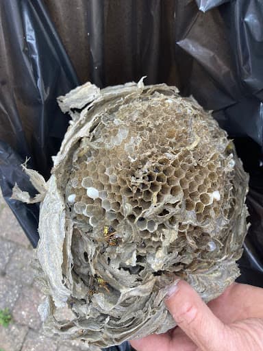 Cedar Pest Control & Prevention — Customer photo