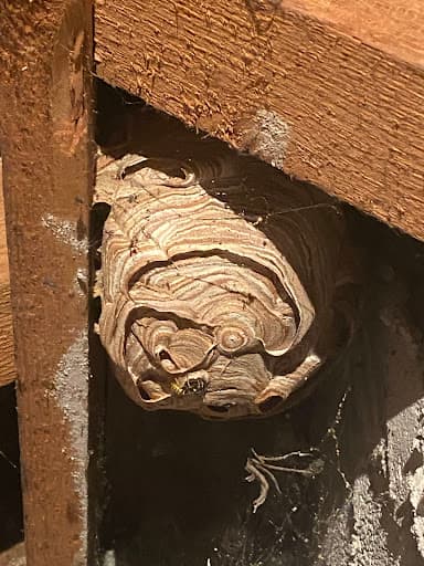 Dartmoor Pest Control — Customer photo