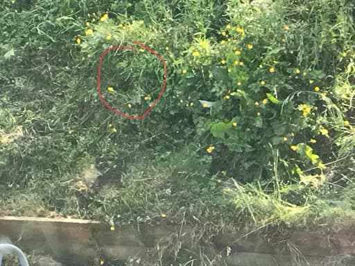 Complete Pest Elimination — Customer photo