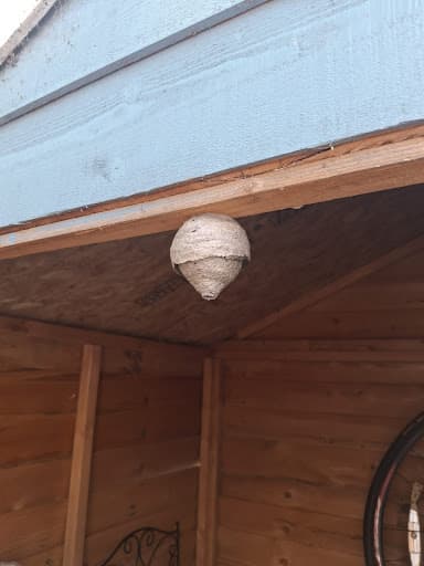 Edinburgh Wasp Control — Customer photo