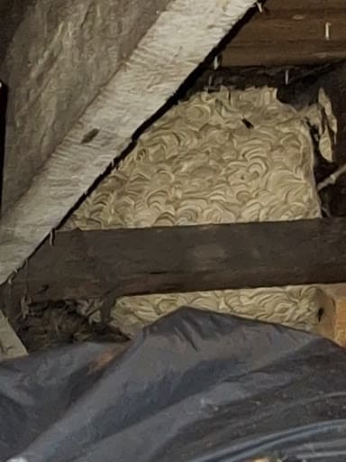 Glasgow District Pest Control- Low Cost — Customer photo