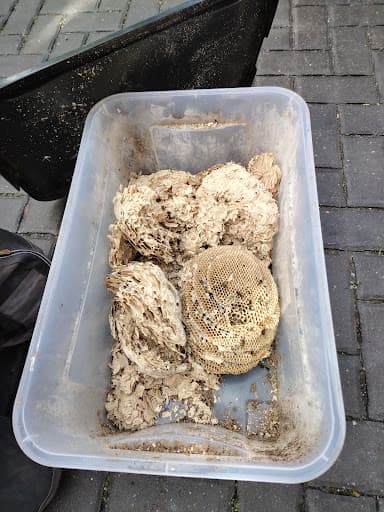 Wasp Control Services — Customer photo