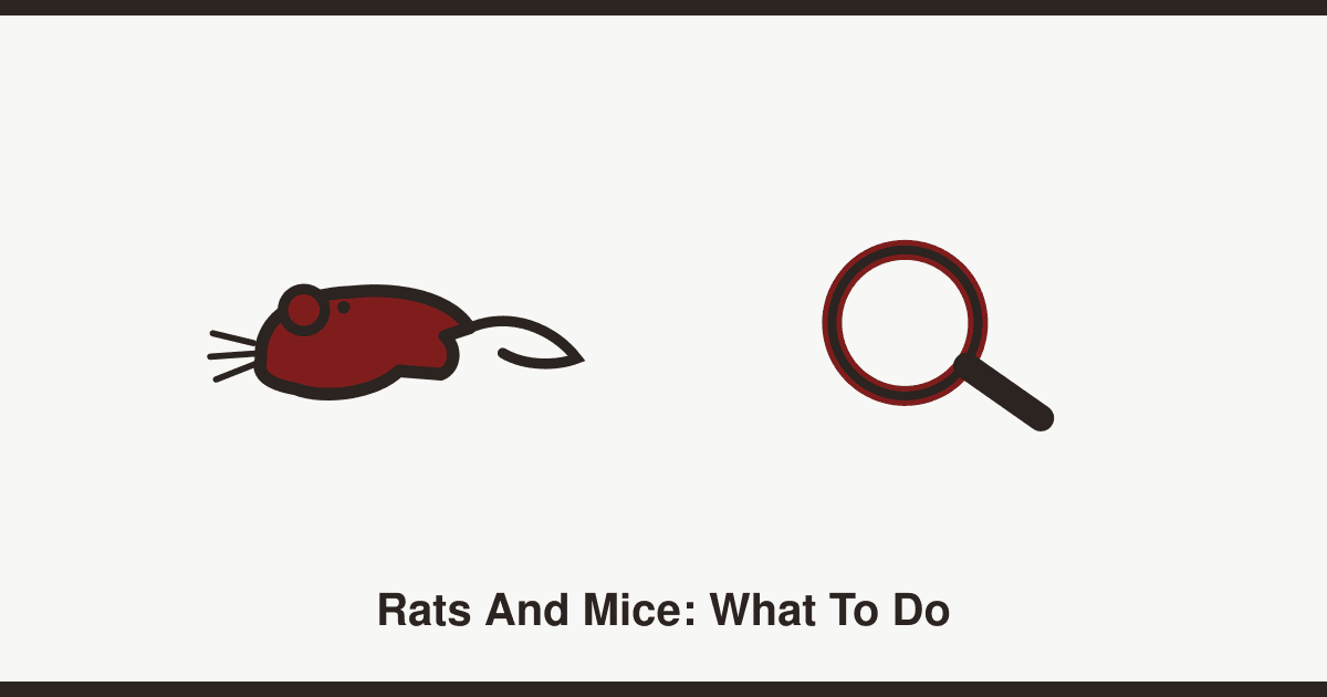 How to get rid of rats and mice: signs, prevention and when to call a professional