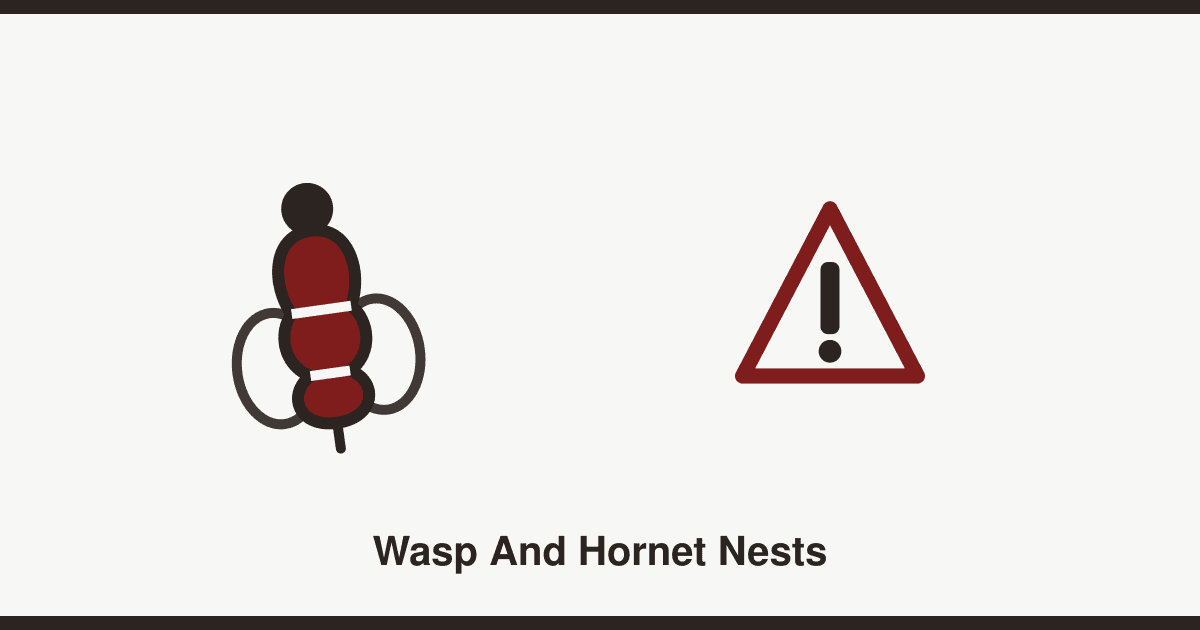 Wasp and hornet nests: what to do (and what not to do)