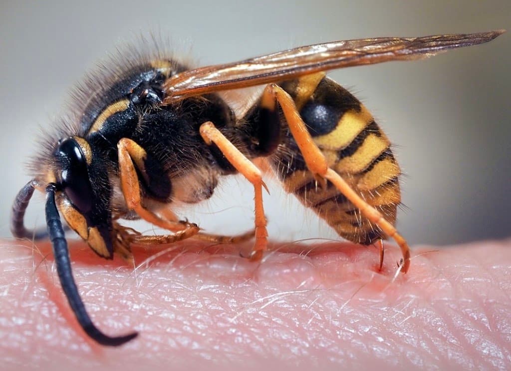 Pest Control 24/7 (Drainage & Pest Control Contractors LTD)