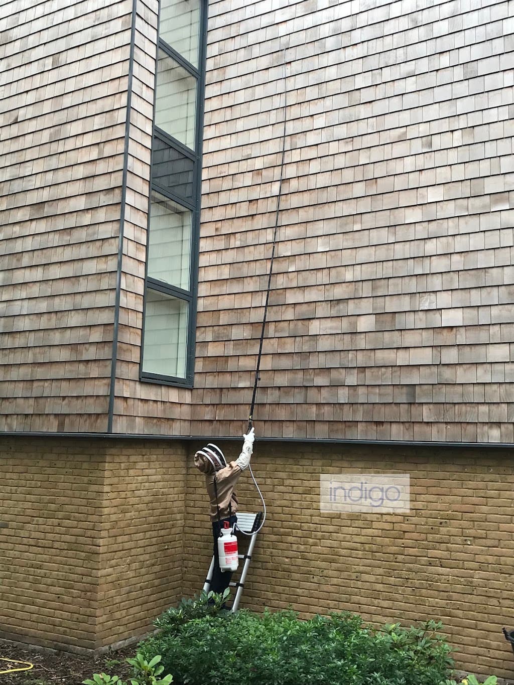 Indigo Wasp Nest Removal