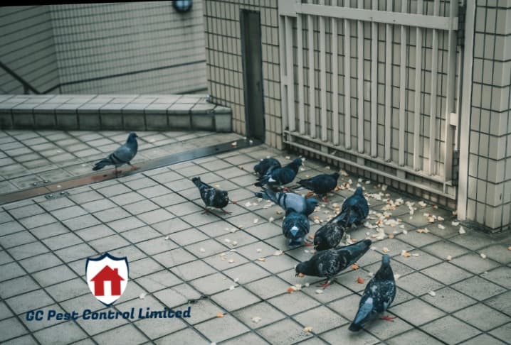 GC Pest Control Limited
