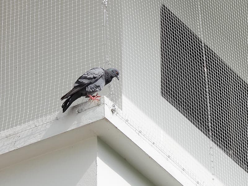 Pigeon Control London