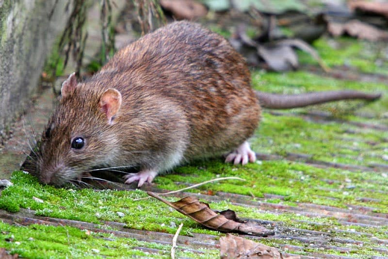 Dartmoor Pest Control