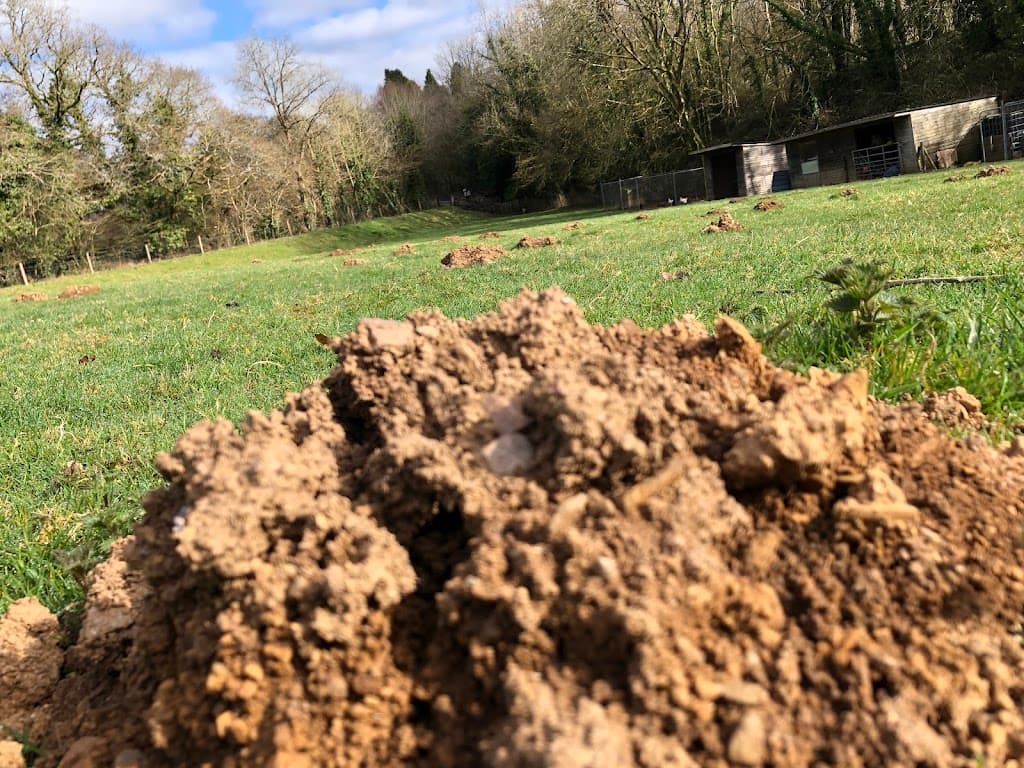 Devon Mole Control