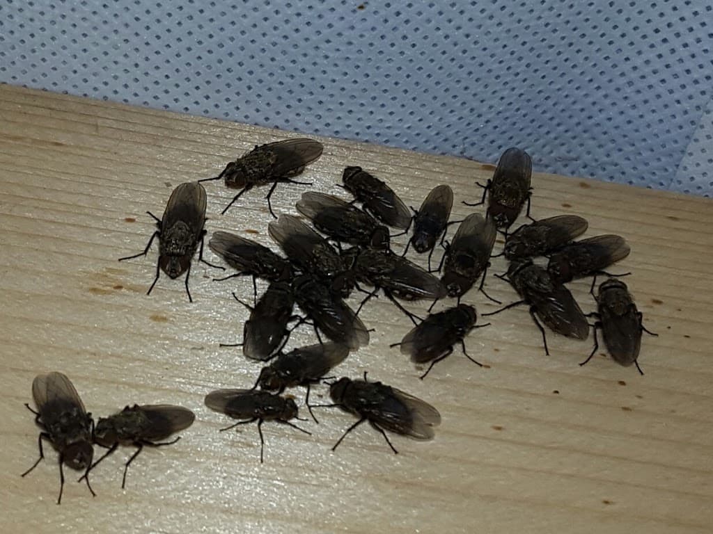 Sykes Pest Control
