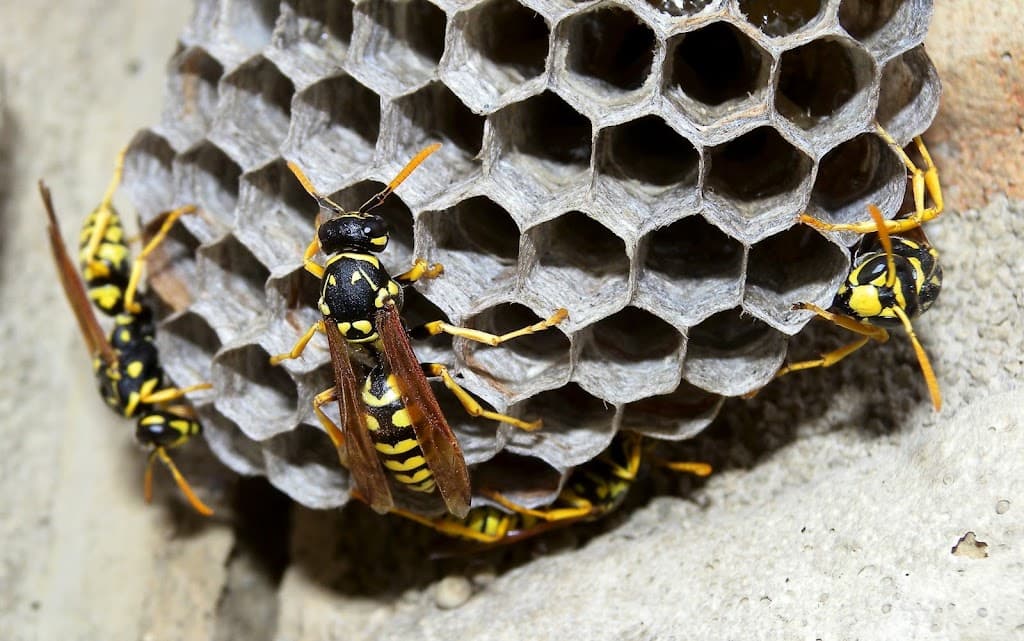 Smart Pest Control - Pest Control Manchester