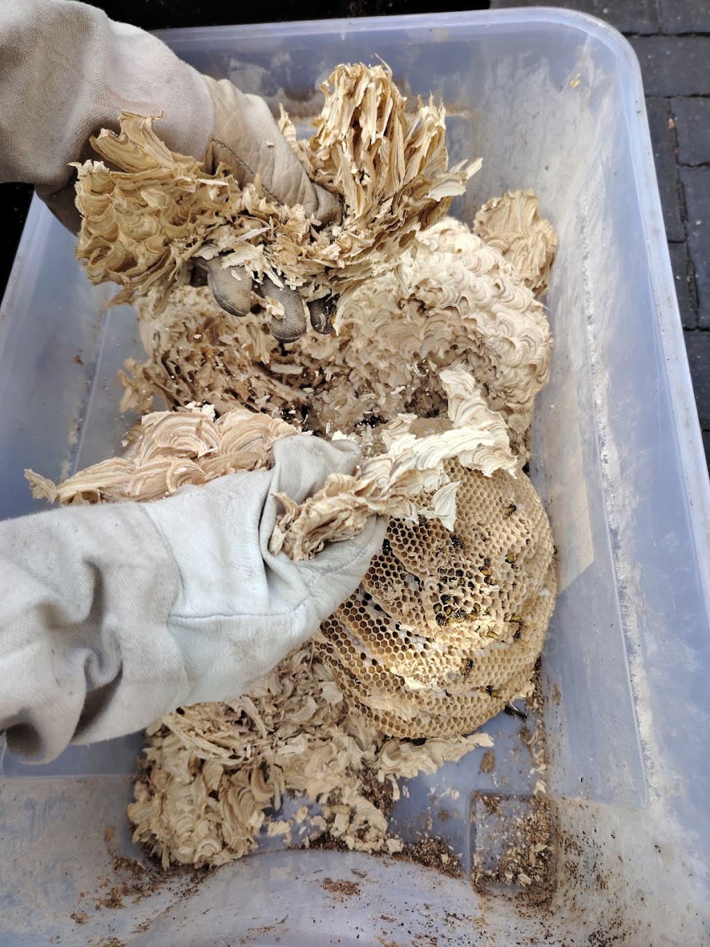 Wasp Control Services