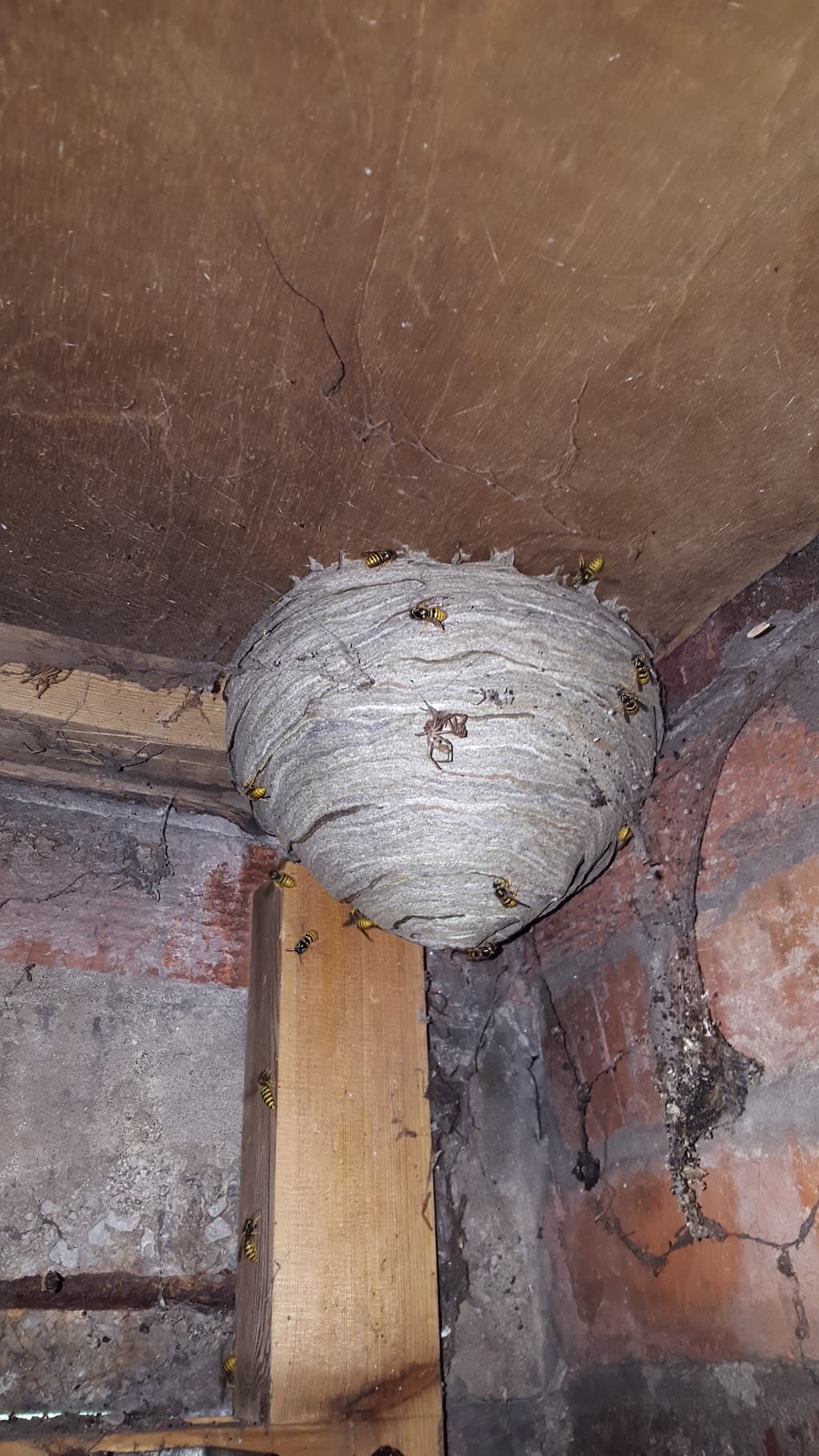 Manchester Wasp Nest Removal